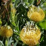 Leucospermum High Gold, Common name(s): Pincushion available at Roots & Roses Nursery