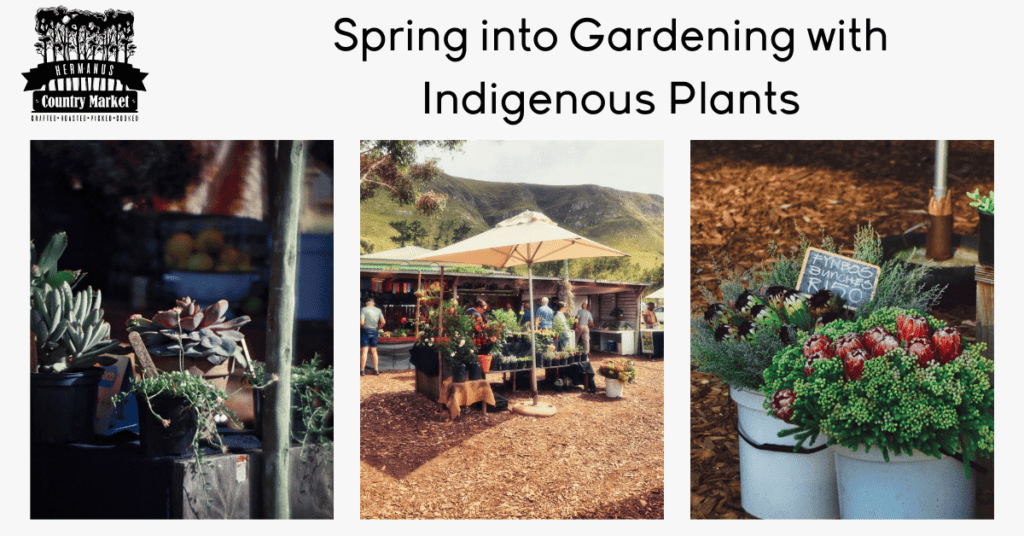 As spring arrives in the Western Cape, it's the perfect time to refresh your garden with beautiful, resilient plants that thrive in our unique ocean climate. At the Hermanus Country Market, you'll find a stunning selection of indigenous plants that are not only environmentally friendly but also perfectly suited to flourish in your garden.